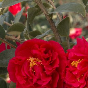CAMELLIA JAP KRAMERS SUPR 7 GAL ESPAL