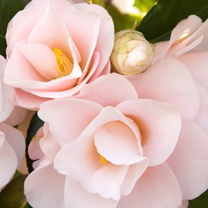 CAMELLIA JAP MAGNOLIAEFLORA 5 GAL
