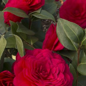 CAMELLIA JAP NUCCIO'S BELLA ROSA 5 GAL