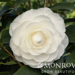 CAMELLIA JAP NUCCIO'S GEM 5 GAL