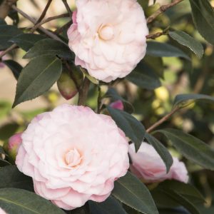 CAMELLIA JAP NUCCIO'S PEARL 5 GAL