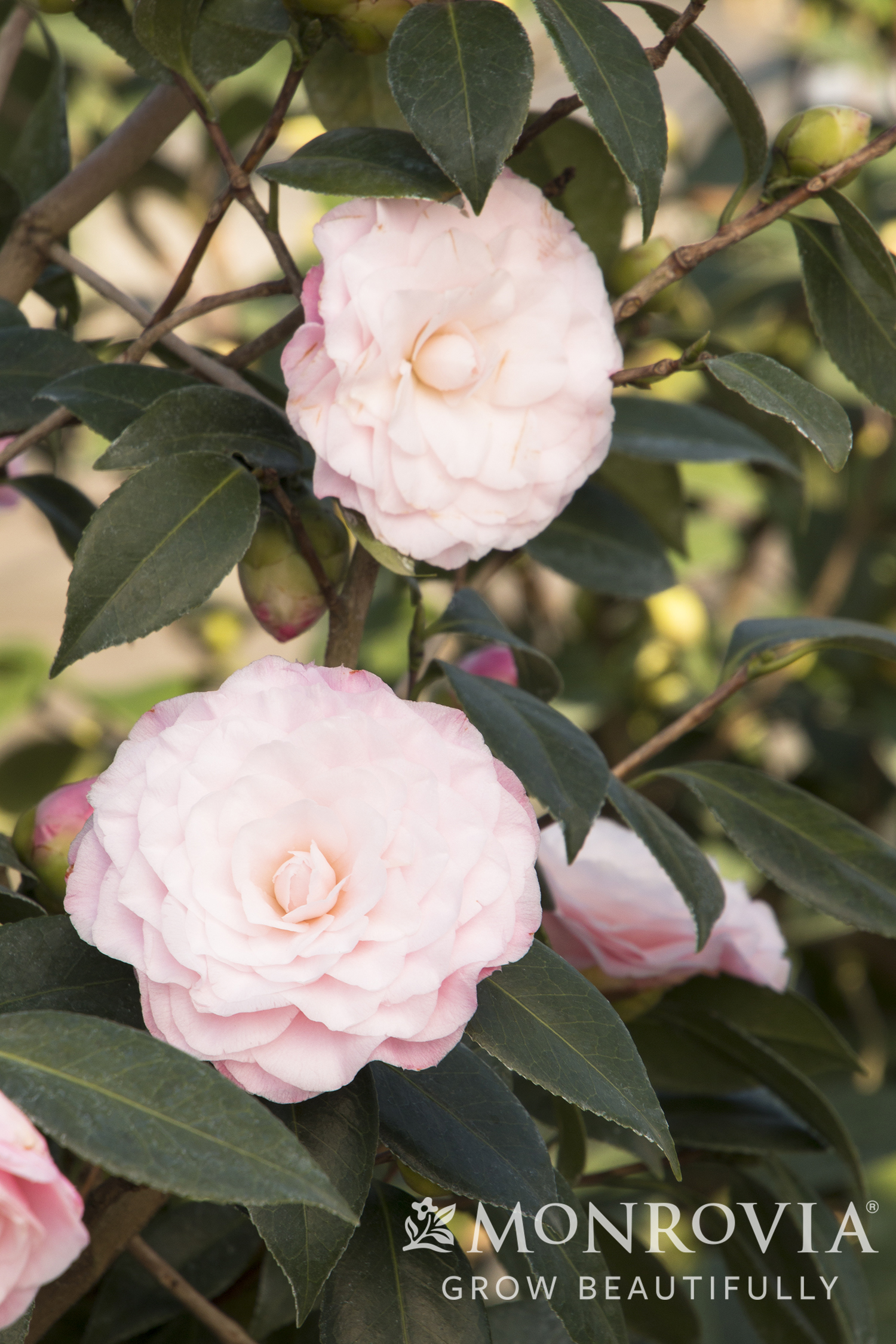 CAMELLIA JAP NUCCIO'S PEARL 5 GAL