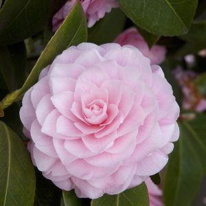 CAMELLIA JAP PEARL MAXWELL 5 GAL