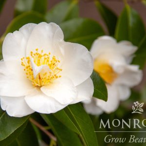 CAMELLIA JAP SILVER WAVES 5 GAL