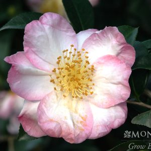 CAMELLIA SAS APPLE BLOSSOM 5 GAL