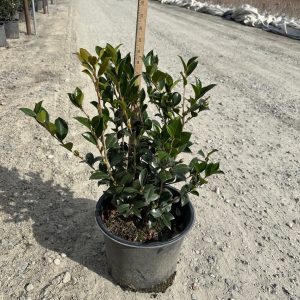 CAMELLIA SAS AUTUMN ROCKET 3 GAL