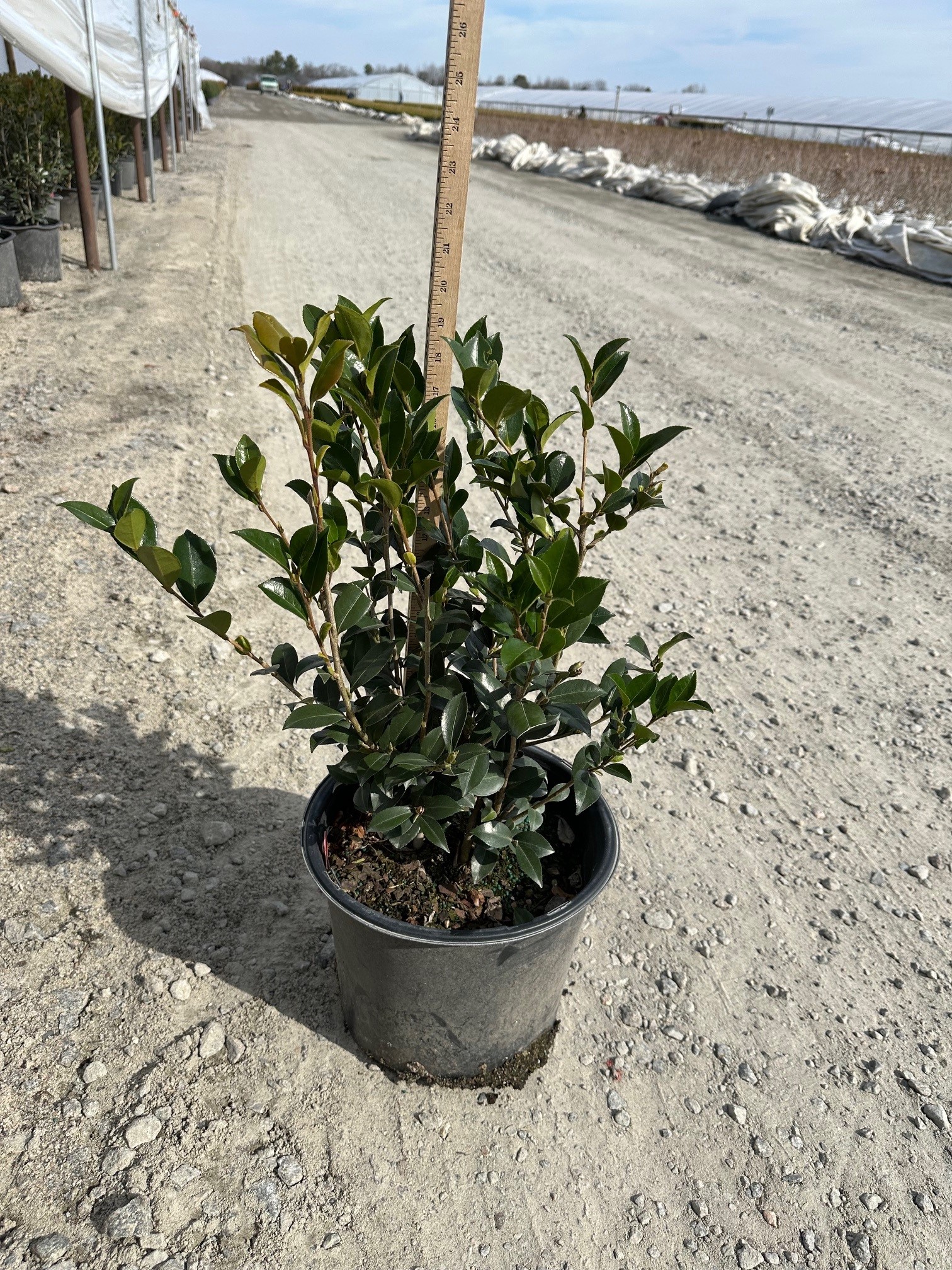 CAMELLIA SAS AUTUMN ROCKET 5 FT