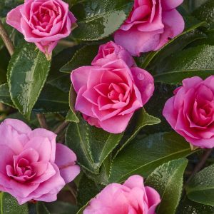 CAMELLIA SAS BONANZA 5 GAL