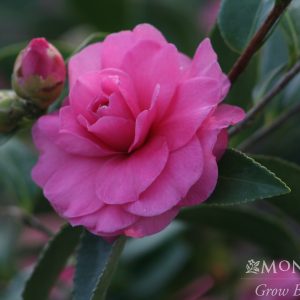 CAMELLIA SAS CHANSONETTE 5 GAL
