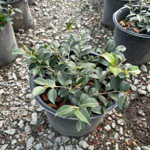 CAMELLIA SAS HOT FLASH 7 GAL