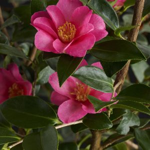 CAMELLIA SAS KANJIRO 4 FT PINK