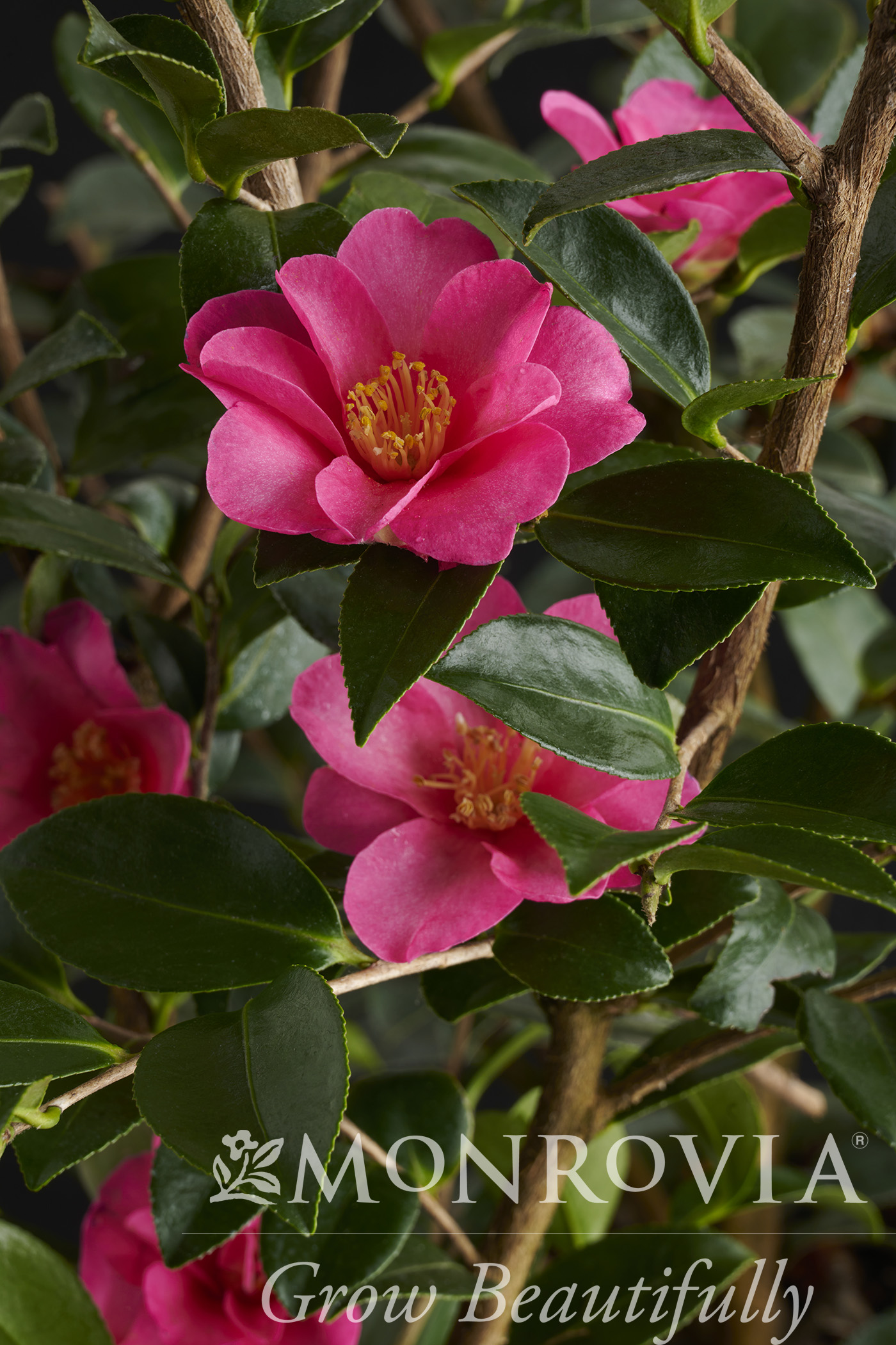 CAMELLIA SAS KANJIRO 4 FT PINK