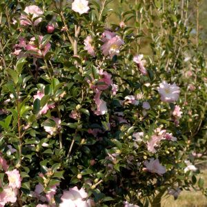 CAMELLIA SAS OCTOBER MAGIC ORCHID 3 GAL