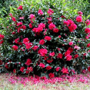 CAMELLIA SAS OCTOBER MAGIC RUBY 3 GAL