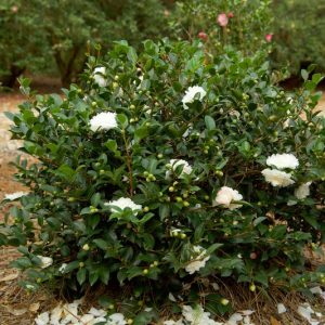 CAMELLIA SAS OCT MAGIC WHITE SHISHI 3 GL
