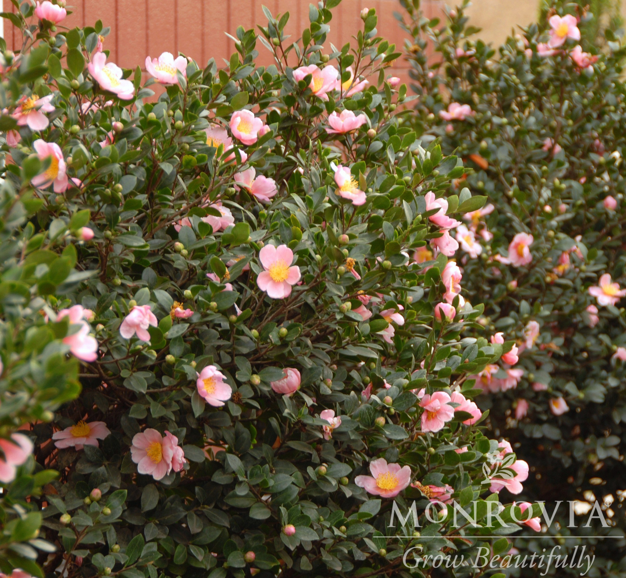 CAMELLIA SAS PINK-A-BOO 5 GAL
