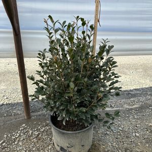 CAMELLIA SAS SCARLET SUNSET 7 GAL