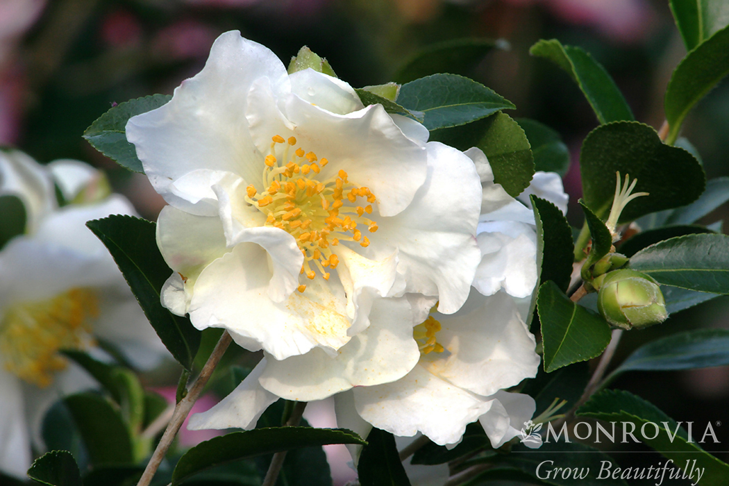 CAMELLIA SAS SETSUGEKA 7 GAL WHT