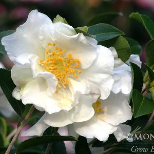 CAMELLIA SAS SETSUGEKA 5 GAL ESPAL
