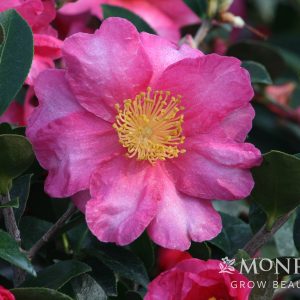 CAMELLIA SAS SHISHI GASHIRA 3 GAL RED