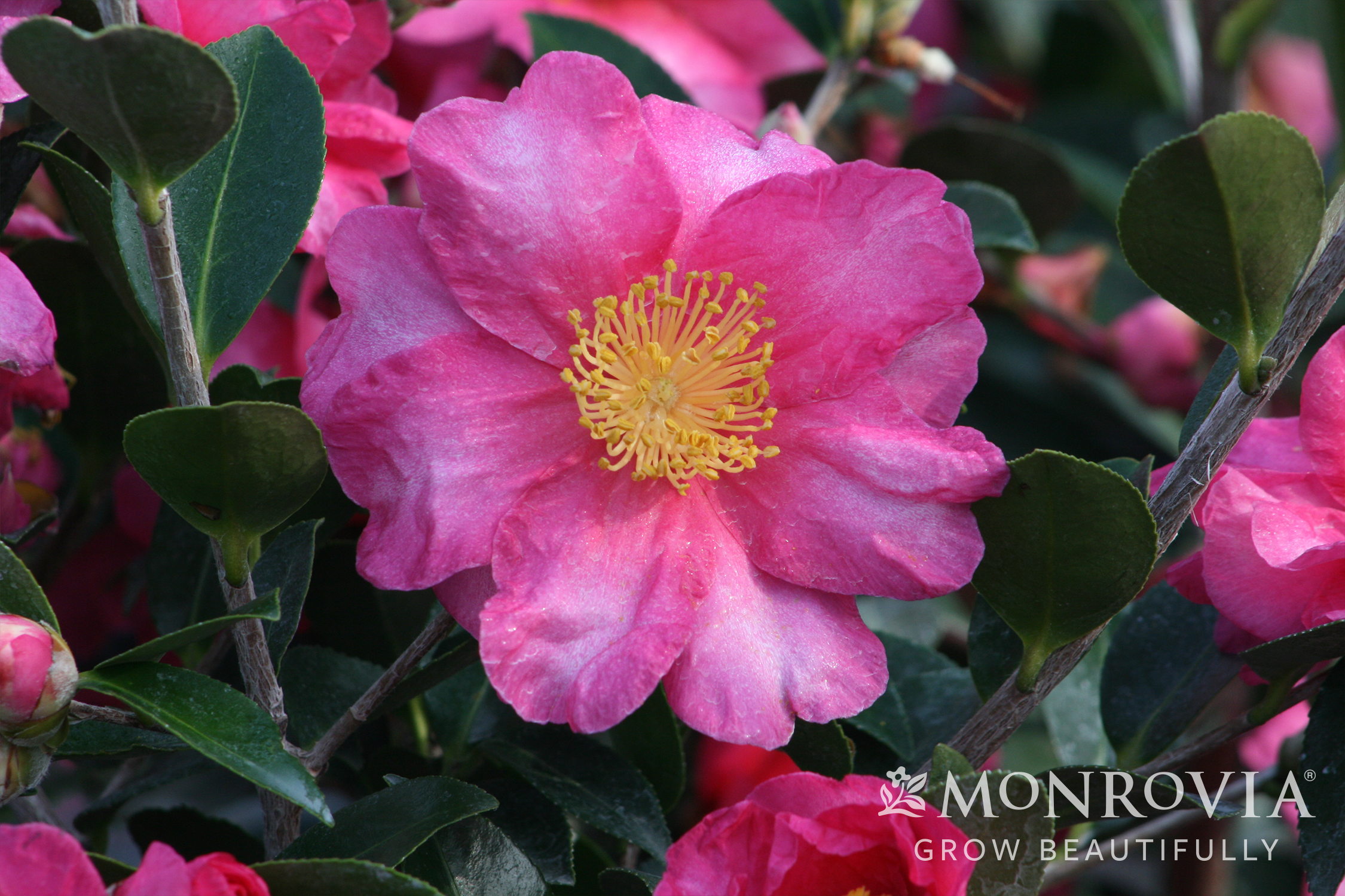CAMELLIA SAS SHISHI GASHIRA 5 GAL
