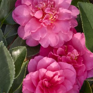 CAMELLIA SAS SHOWA NO SAKAE 5 GAL