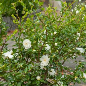 CAMELLIA SAS WHITE DOVES 5 GAL