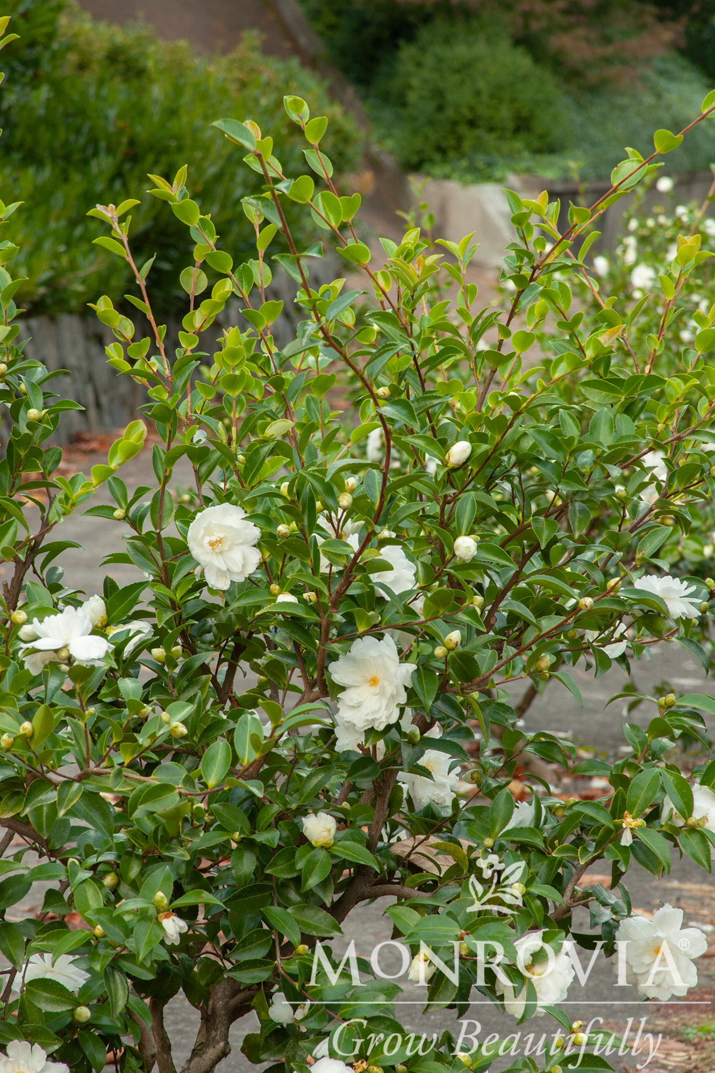 CAMELLIA SAS WHITE DOVES 5 GAL