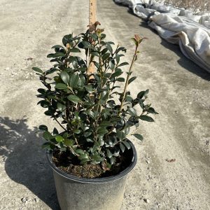 CAMELLIA SAS YULETIDE 3 GAL RED
