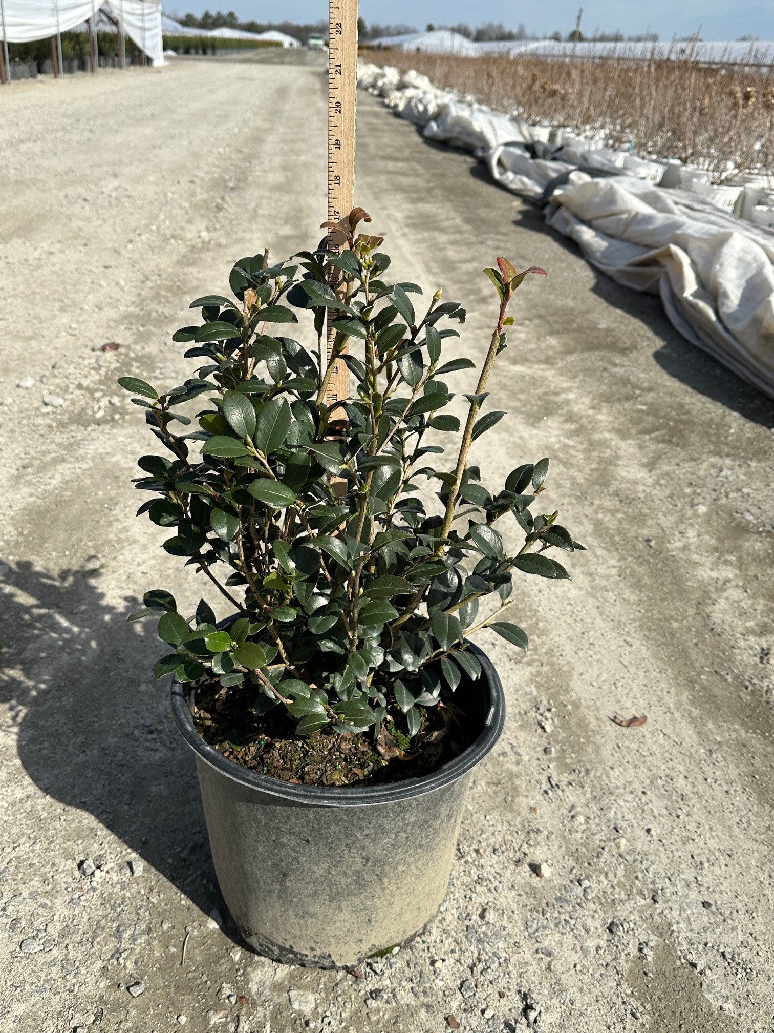 CAMELLIA SAS YULETIDE 4-FT RED