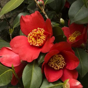 CAMELLIA WINTER SNOWMAN ICE ANGLE 5 GAL