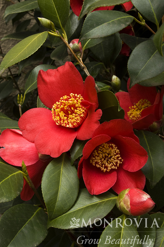 CAMELLIA WINTER SNOWMAN ICE ANGLE 5 GAL