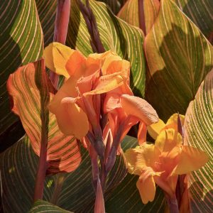 CANNA ASSORTED 1 GAL