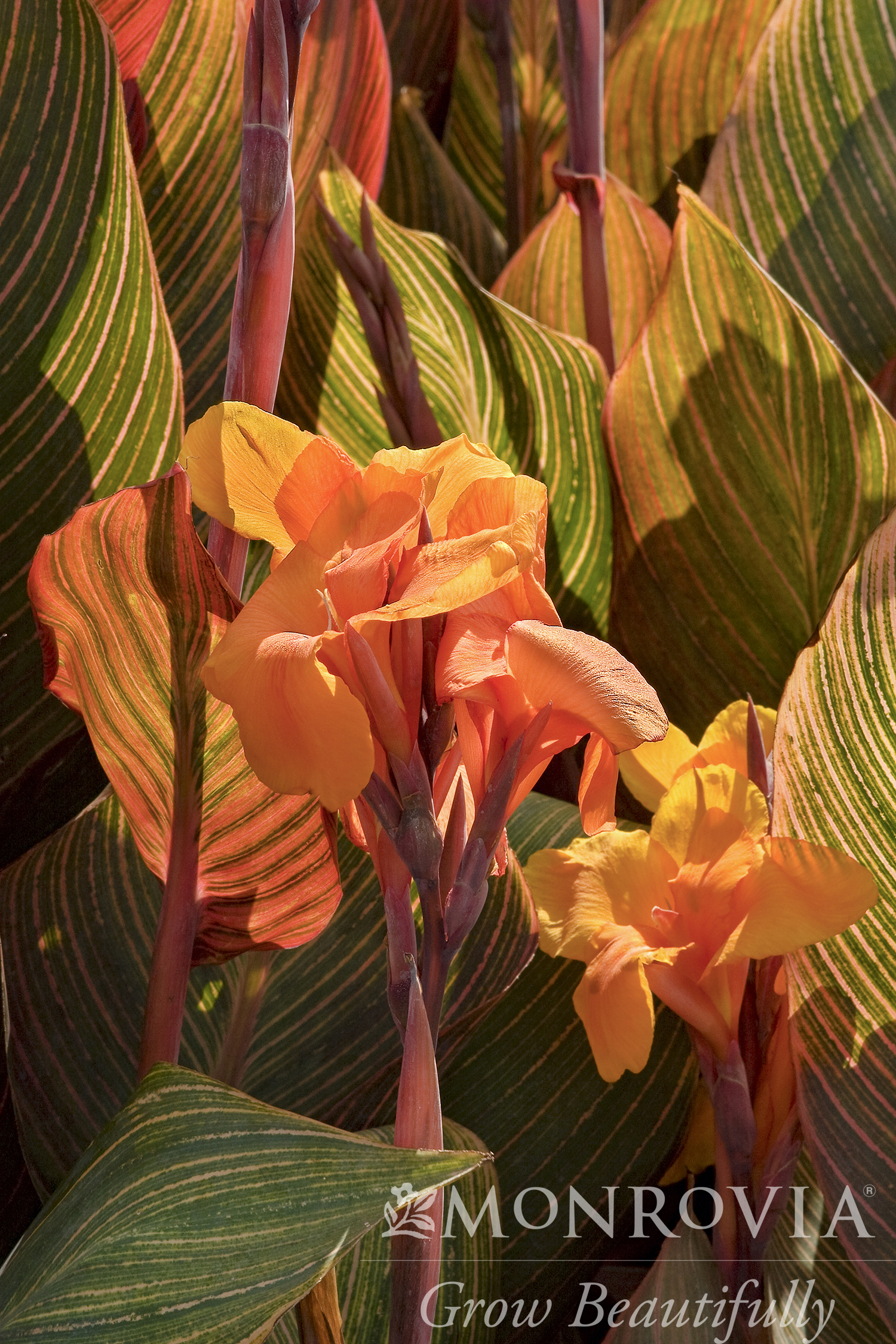 CANNA ASSORTED 1 GAL