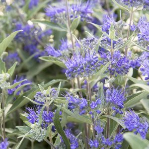 CARYOPTERIS DARK KNIGHT