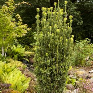 CEDAR BLUE ATLAS FASTIGIATA 7 FT