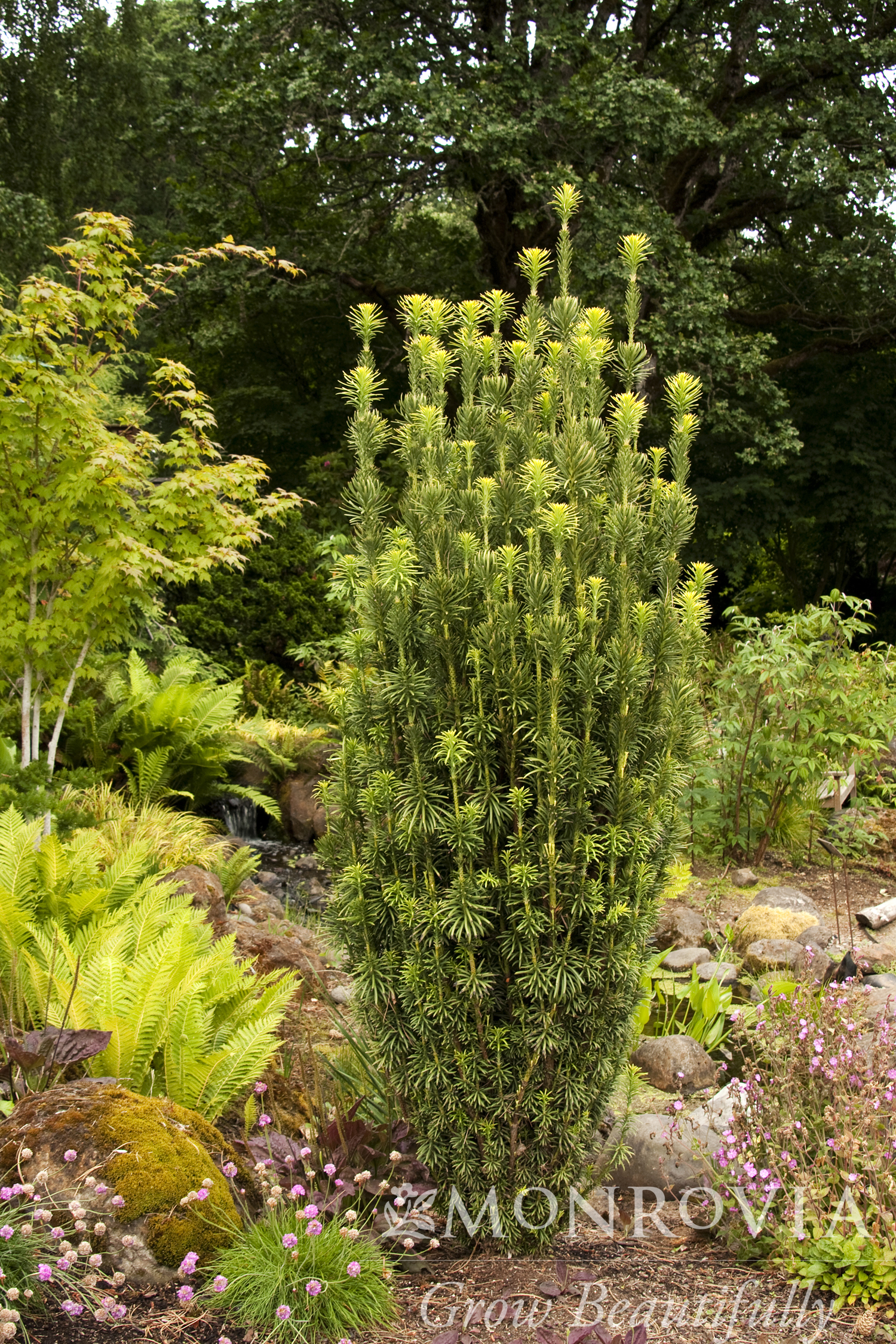 CEDAR BLUE ATLAS FASTIGIATA 7 FT