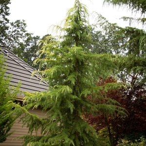 CEDAR DEODARA AUREA 9 FT