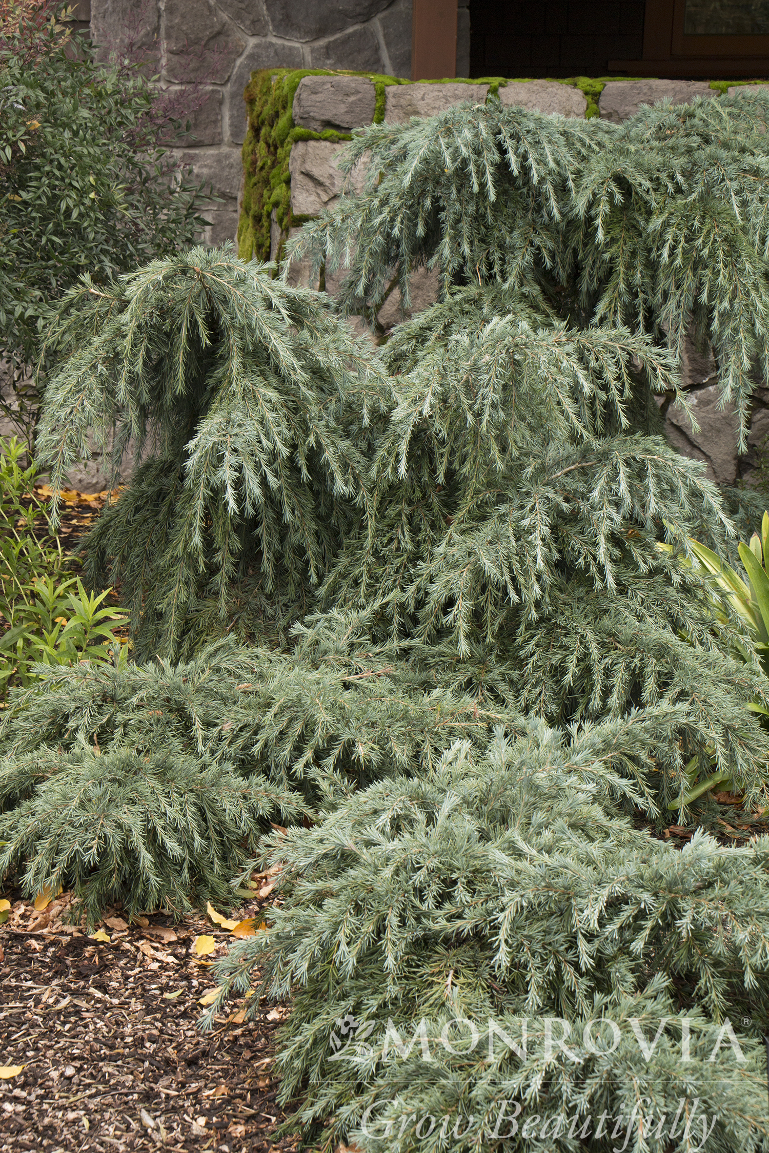 CEDAR DEODARA FEELIN BLUE 5-FT