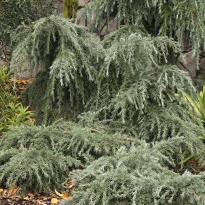 CEDAR DEODARA FEELIN BLUE 5 GAL STAKED