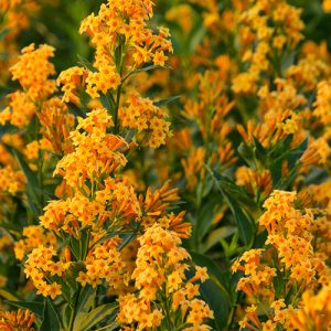 CESTRUM ORANGE ZEST 3 GAL