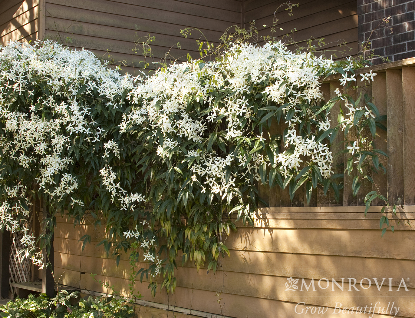 CLEMATIS ARMANDI 2 GAL