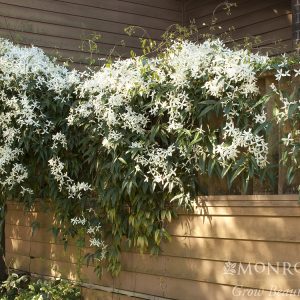 CLEMATIS ARMANDI 5 GAL