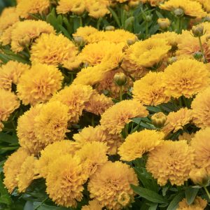 COREOPSIS GOLDEN SPHERE 1 GAL