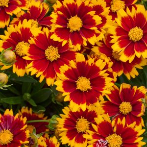 COREOPSIS UPTICK YELLOW & RED 1 GAL