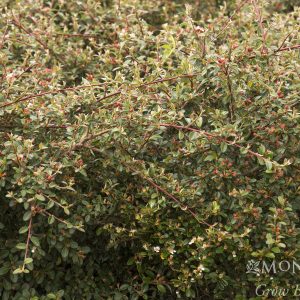 COTONEASTER DAMERI 1 GAL