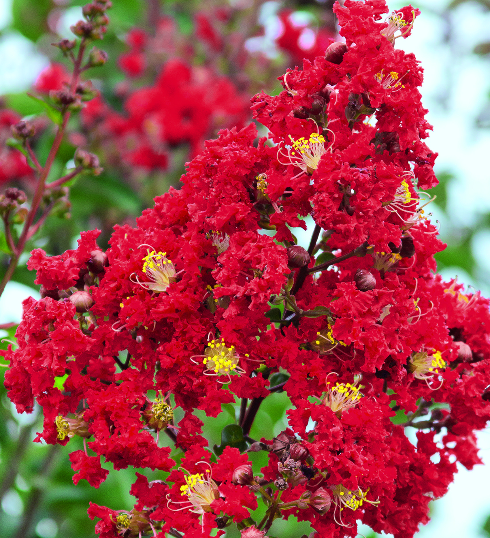 CRAPE MYRTLE MISS FRANCIS 15 GAL