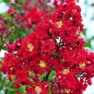 CRAPE MYRTLE MISS FRANCIS 8 FT