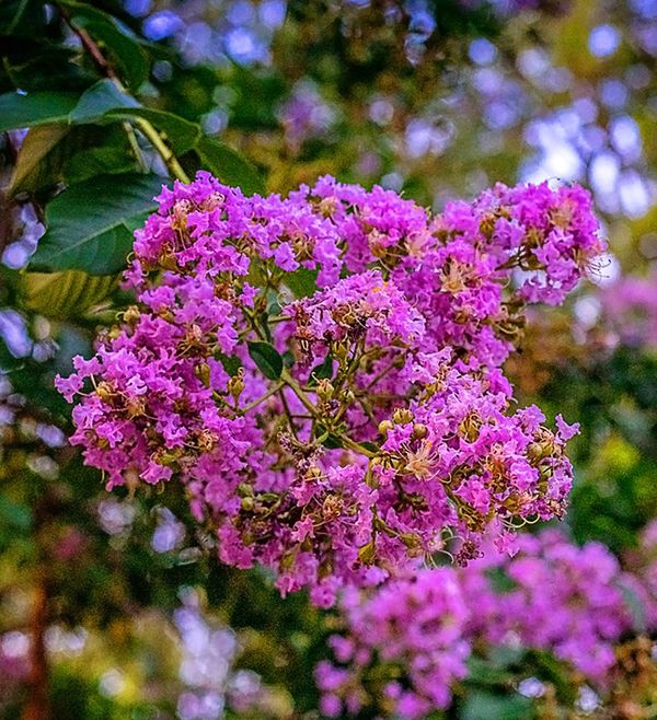 CRAPE MYRTLE MISS SANDRA 15 GAL