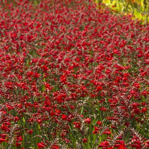CROCOSMIA 1 GAL
